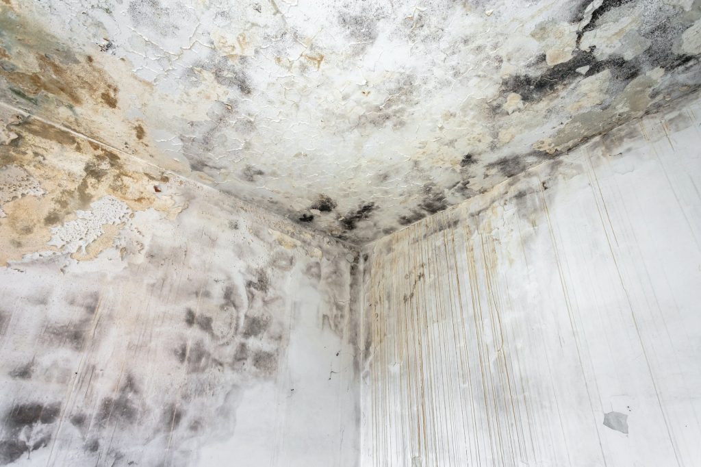 Fungal mold on an interior wall