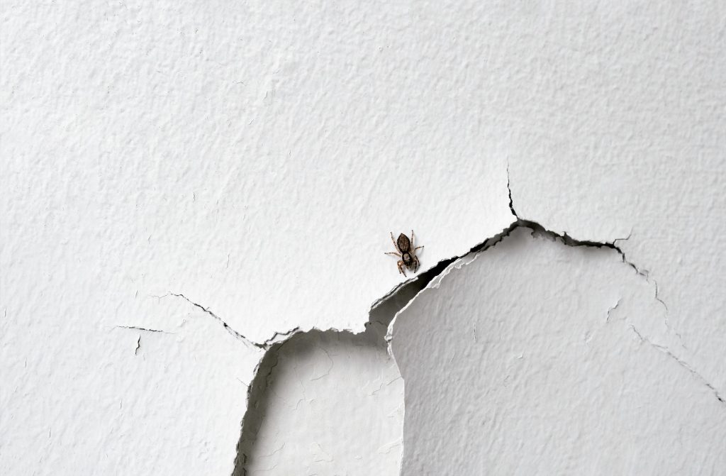 Domestic house spider climbing on white broken rough concrete wall